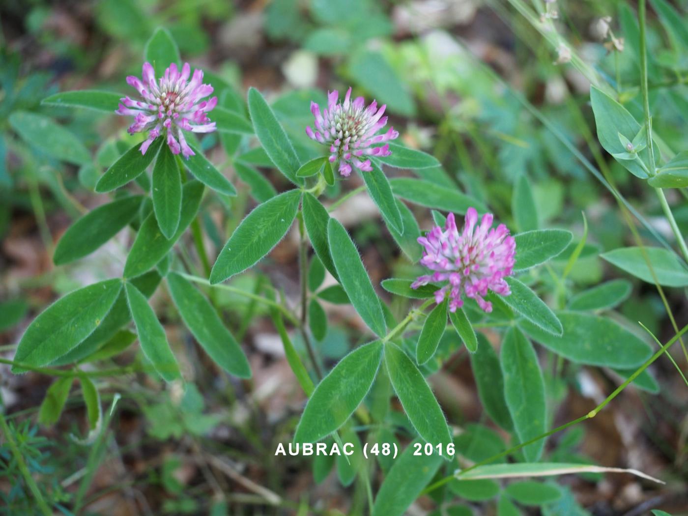 Clover, Zigzag plant